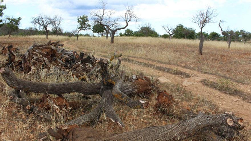 Almendros afectados por la &#039;Xylella fastidiosa&#039; en Son Carrió.