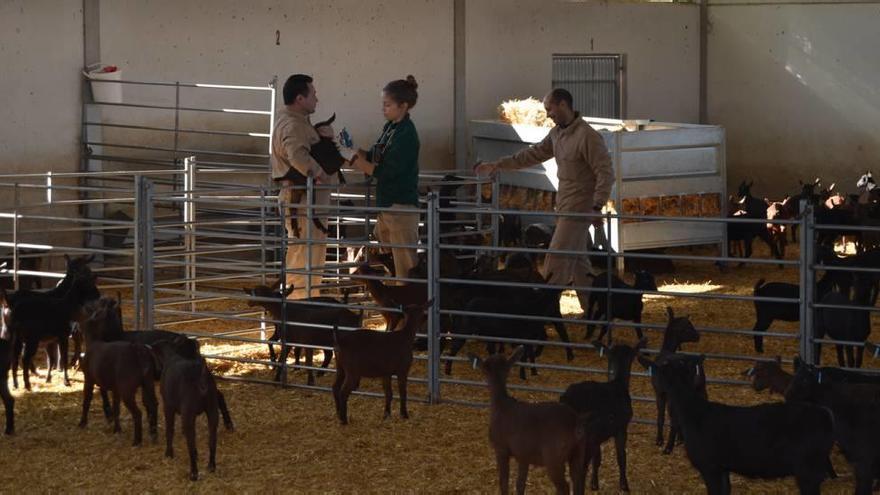 Una veterinaria pone una vacuna a una de las cabras de una granja en Mula.