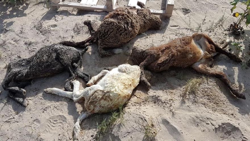 Hallan cuatro cabras decapitadas tras un ritual en la playa de Pinedo