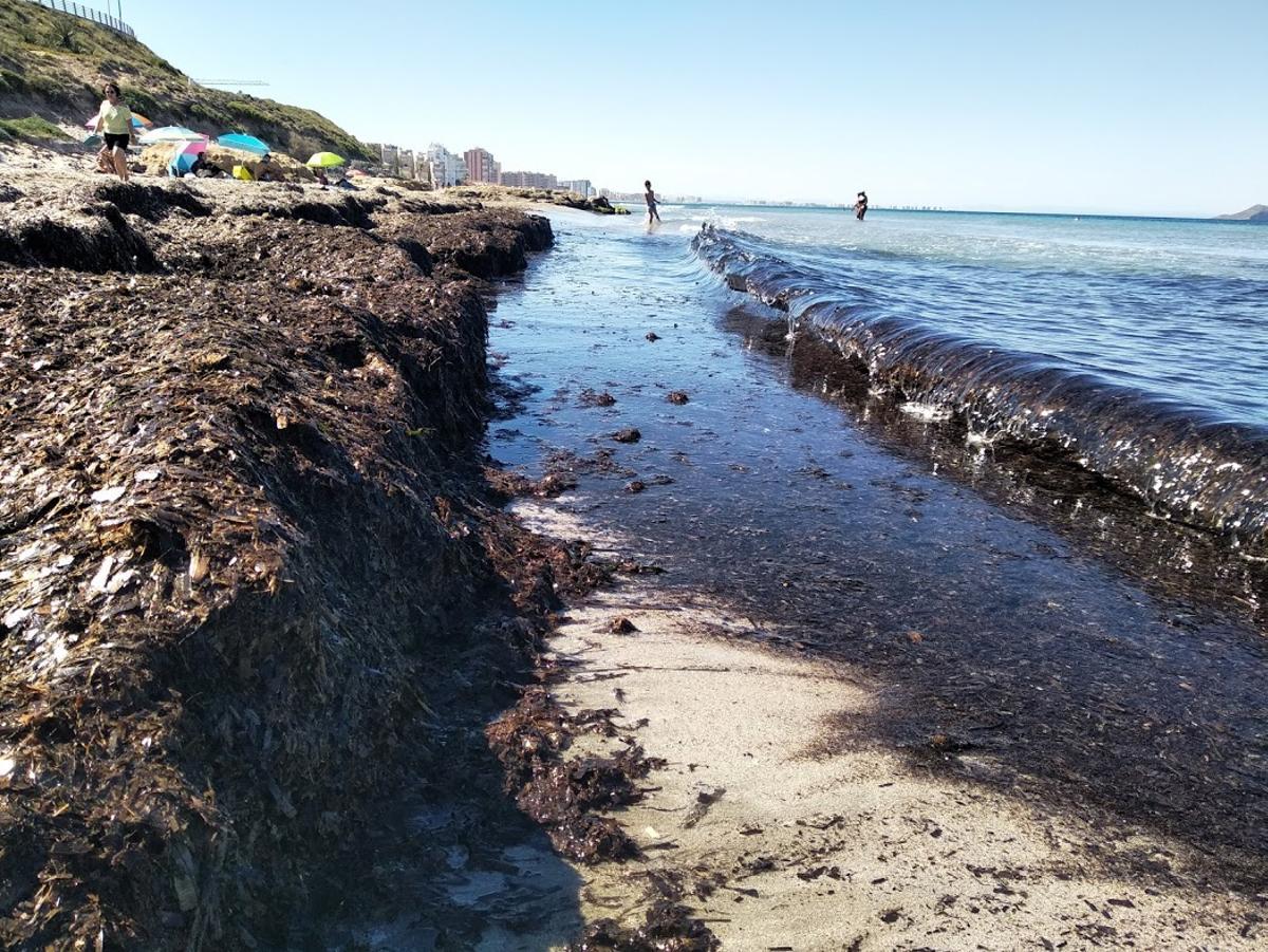 Arribazon de posidonia en una playa del Mediterráneo.