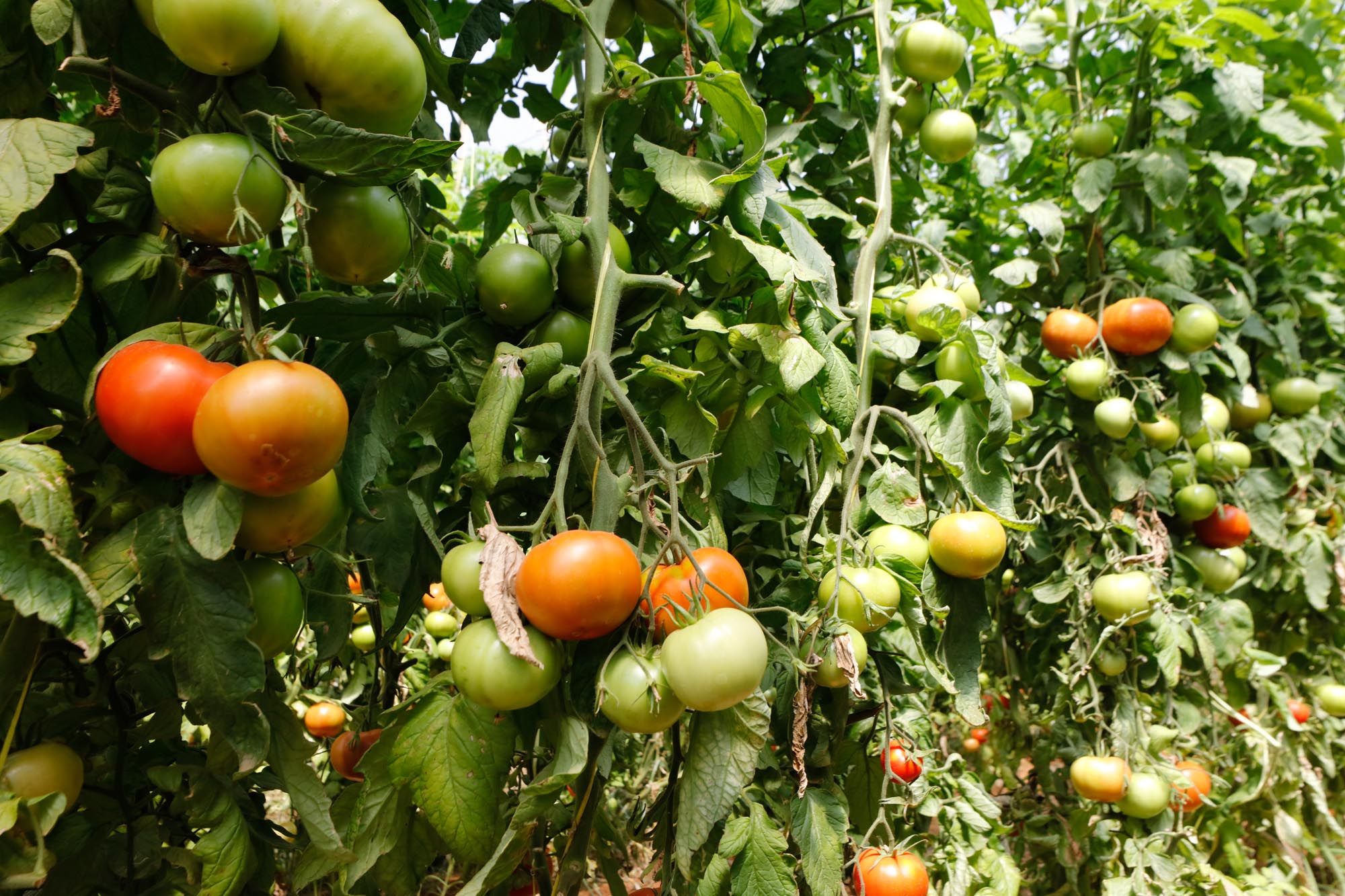 Visita guiada a la finca hortícola de Can Pol en Ibiza