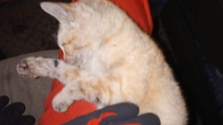 Un militar de la UME logra que un gato vuelva a respirar en La Palma