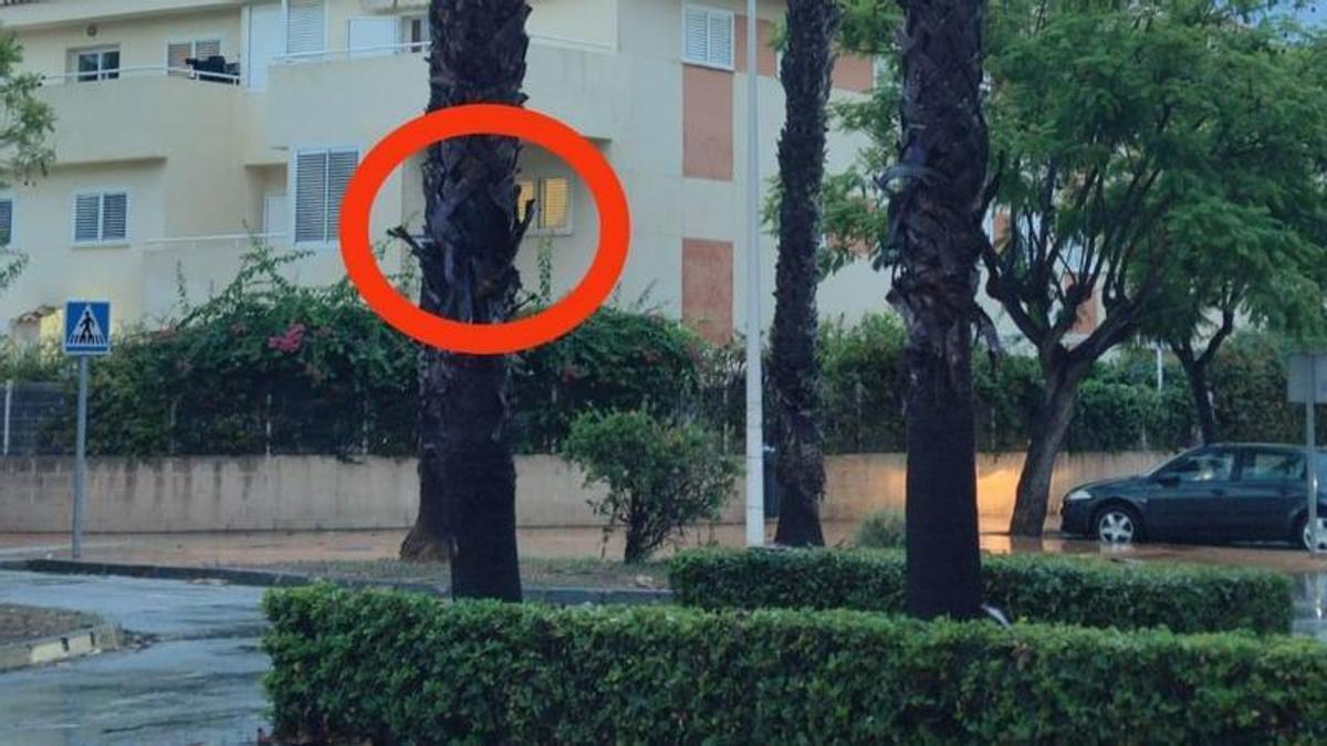 El rayo impactó en el tronco de una palmera de la Vía Augusta de Xàbia