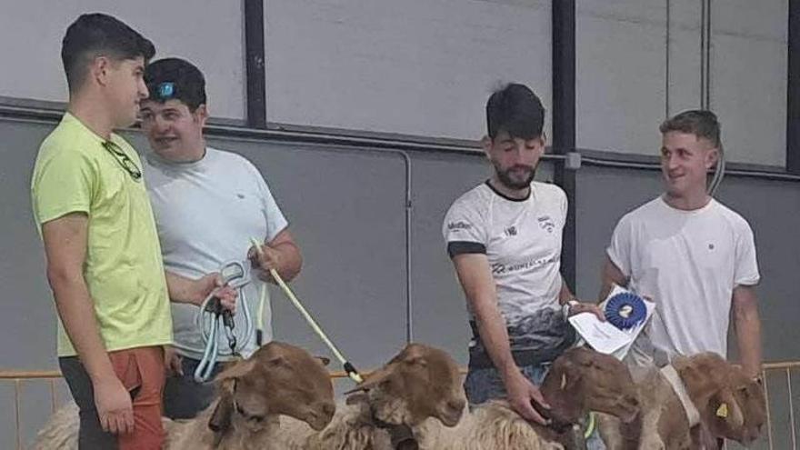 El cangués Vitorín Fernández arrasa con su ganado ovino en el Concurso Regional de Pola de Laviana