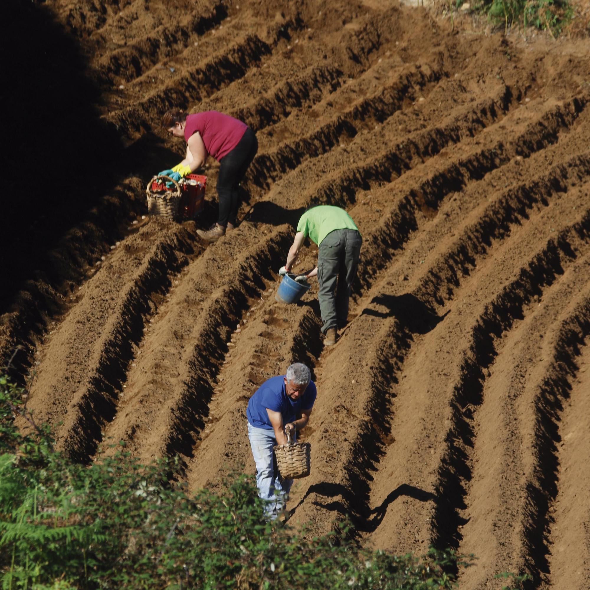 Agricultores realejeros sembrando papas