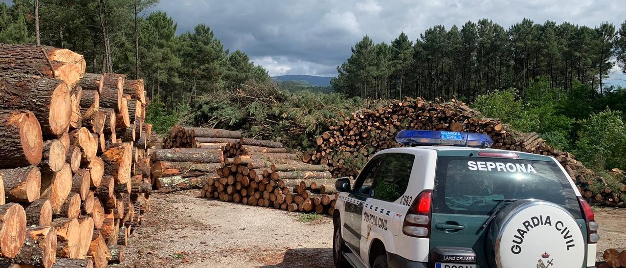 Control de la Guardia Civil en As Neves en una tala de pinos sujetos a restricciones.
