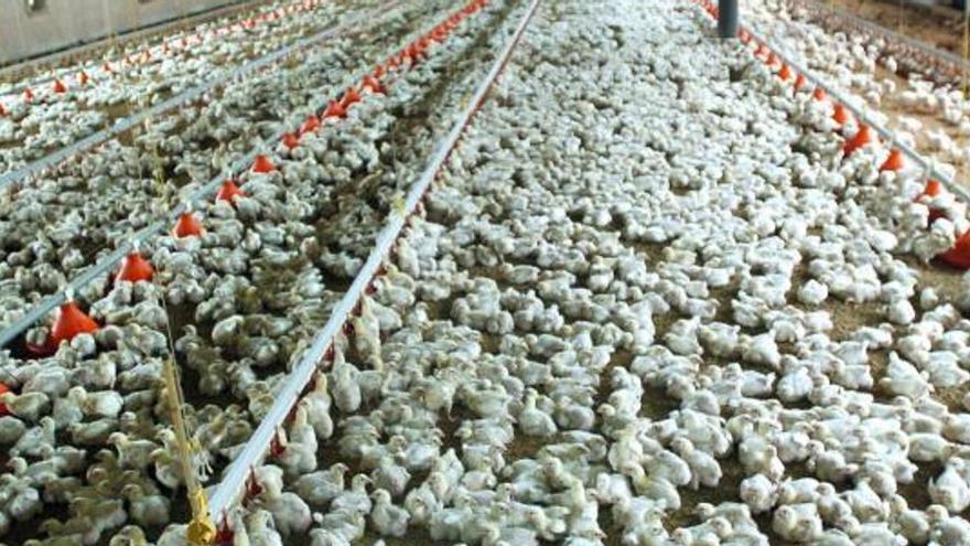 Una macrogranja de Valencia duplica su crianza de pollos de engorde hasta los 68.000 animales