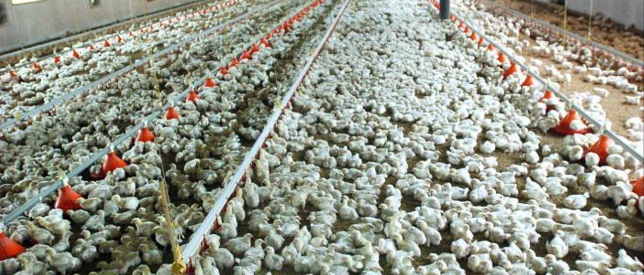 Imagen de archivo del interior de una granja de pollos. / EDUARDO ABAD
