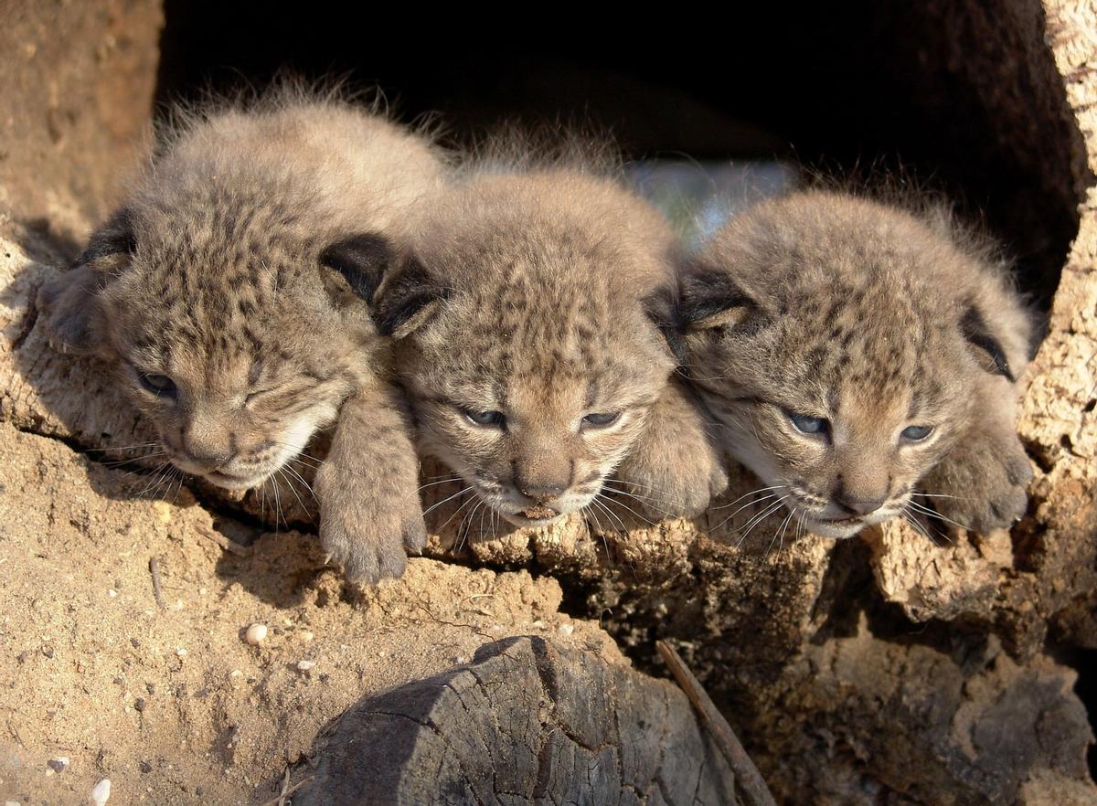 Una camada de cachorros de lince, nacidos en 2005 en Doñana, pioneros pues de los programas de reintroducción.