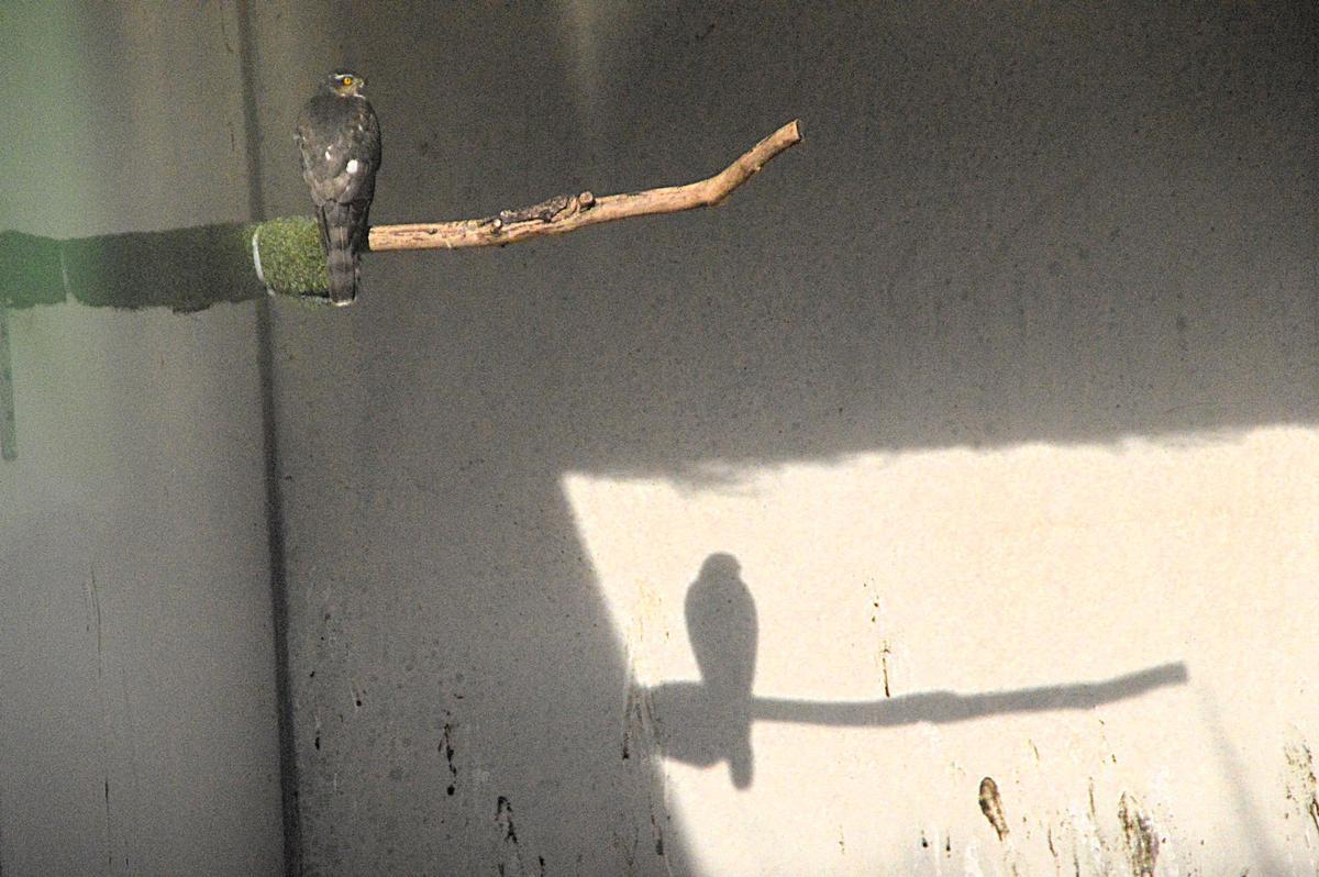 Au rapinyaire recuperant-se a ls instal·lacions del Centre