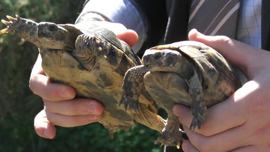 Dos ejemplares de tortuga mora, en una foto de archivo.