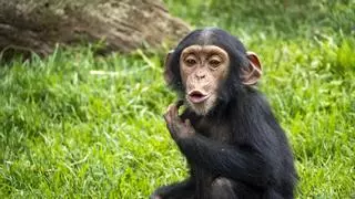 Los bioparques españoles para aventurarse este verano en la naturaleza más salvaje y amenazada