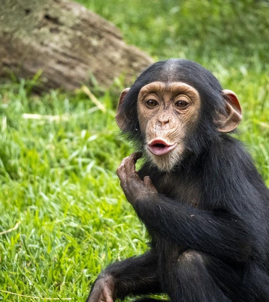 Los bioparques españoles para aventurarse este verano en la naturaleza más salvaje y amenazada