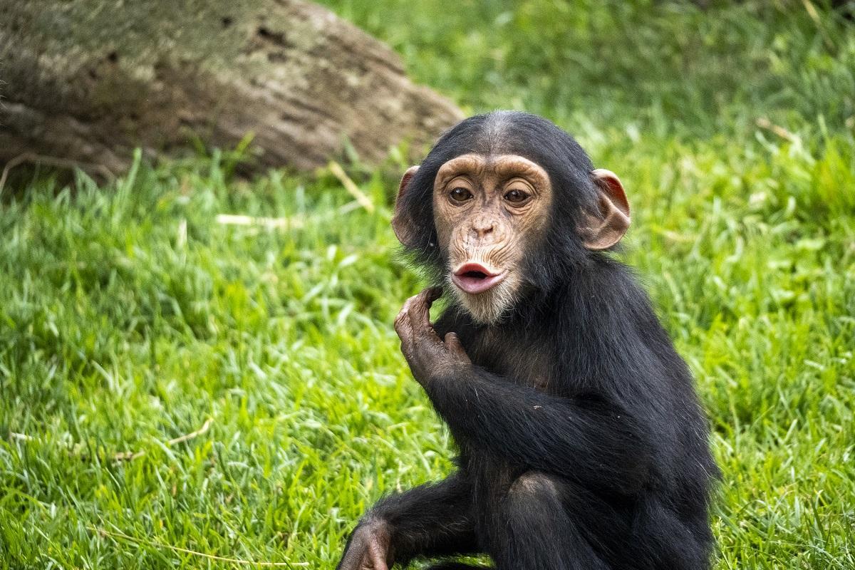 La cría de chimpancé Cala en la selva ecuatorial de BIOPARC Valencia