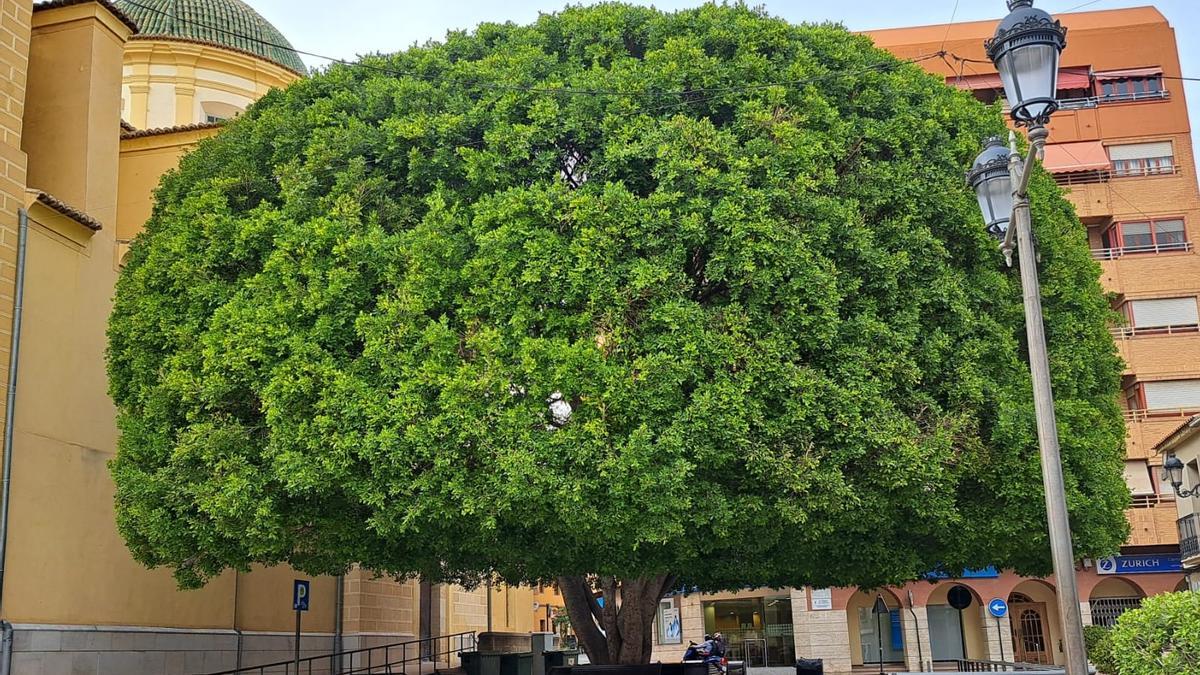 Árbol situado junto a la iglesia de San Vicente