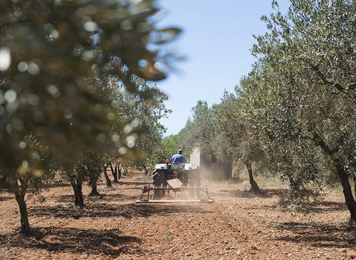 Un agricultor maneja un tractor para realizar tareas de labranza en un olivar cordobés. | E. P.