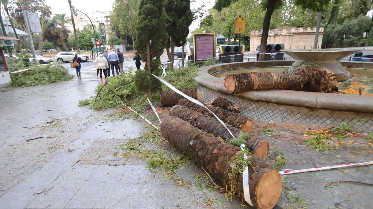 El tronco de la palmera derribada por el viento el pasado jueves en Córdoba, cortado en varfios trozos antes de ser retirado de la vía pública.