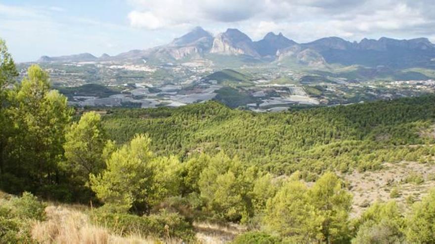 El TSJ tumba el plan para urbanizar una zona forestal de la Serra de Bèrnia