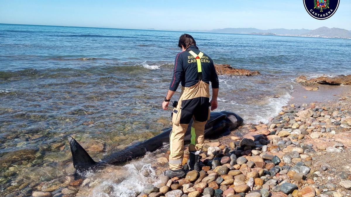 Un bombero de Cartagena frente al delfín hallado muerto en La Azohía.