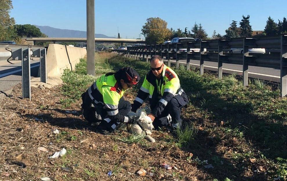 Els agents a la mitjana de l'autopista, on han trobat en "Paco"