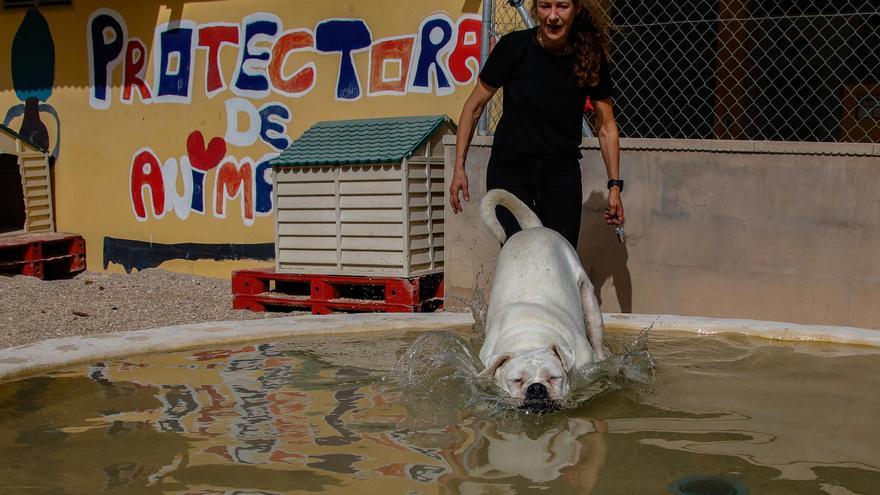 El número de perros abandonados en Alcoy desciende un 74% en cinco años