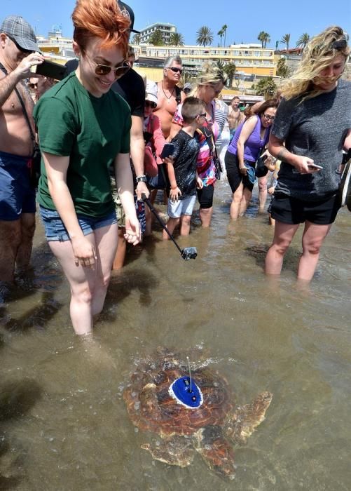 18/03/2016 PLAYA DEL INGLES, SAN BARTOLOME DE TIRAJANA. Suelta de tortugas bobas en Playa del Ingles. Foto: SANTI BLANCO