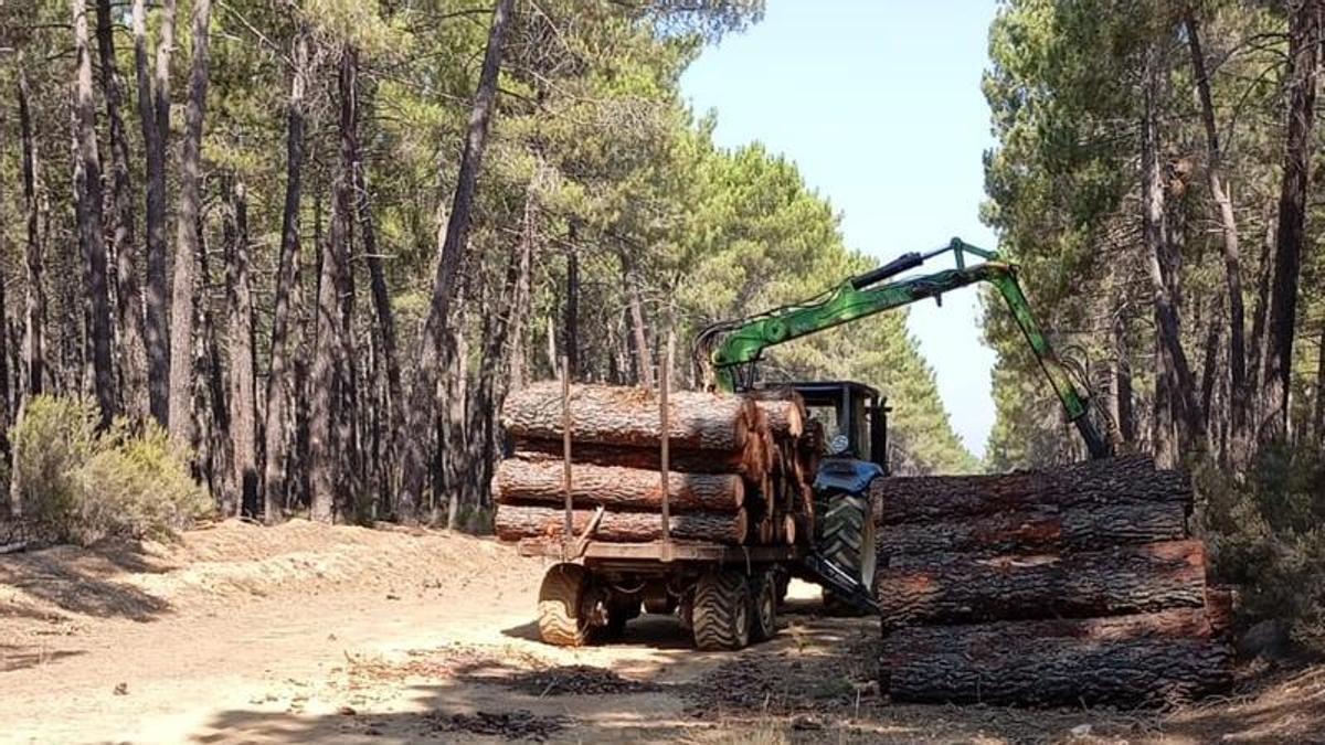 Una máquina retira árboles cortados en los pinares de Perilla de La Carballeda.