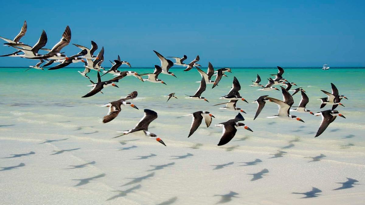 Skimmers negros en Holbox, Mexico