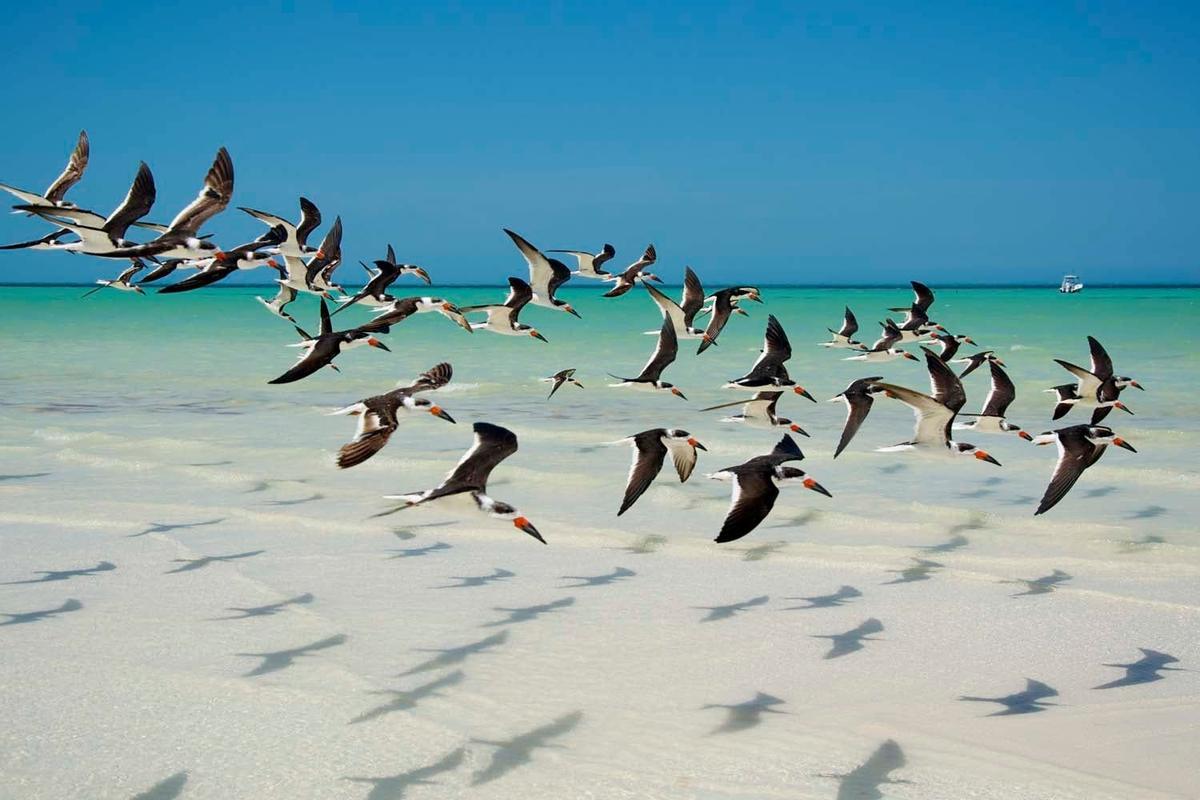 Skimmers negros en Holbox