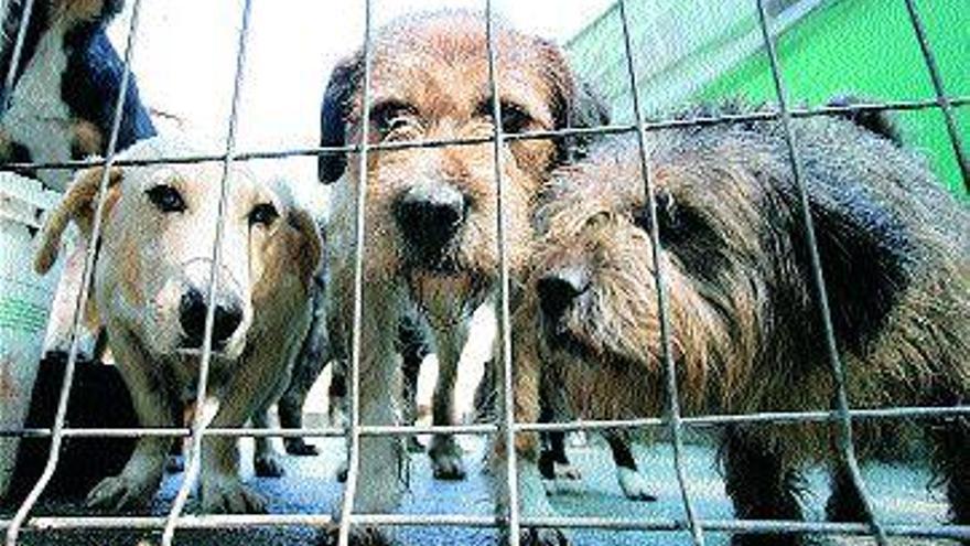 Perros en la protectora de Moaña el día en que los iban a desparasitar. / Marcos canosa