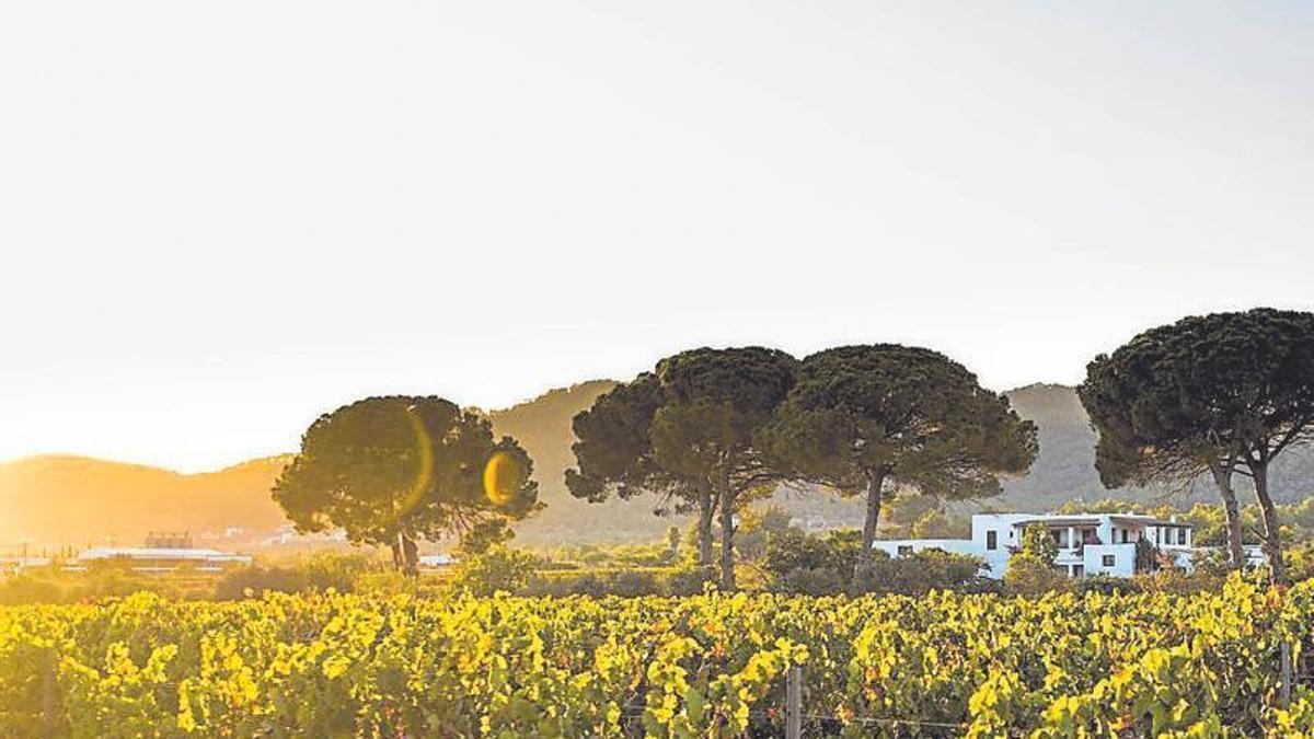A winery visit and tasting, a unique way to discover Ibizas best wines