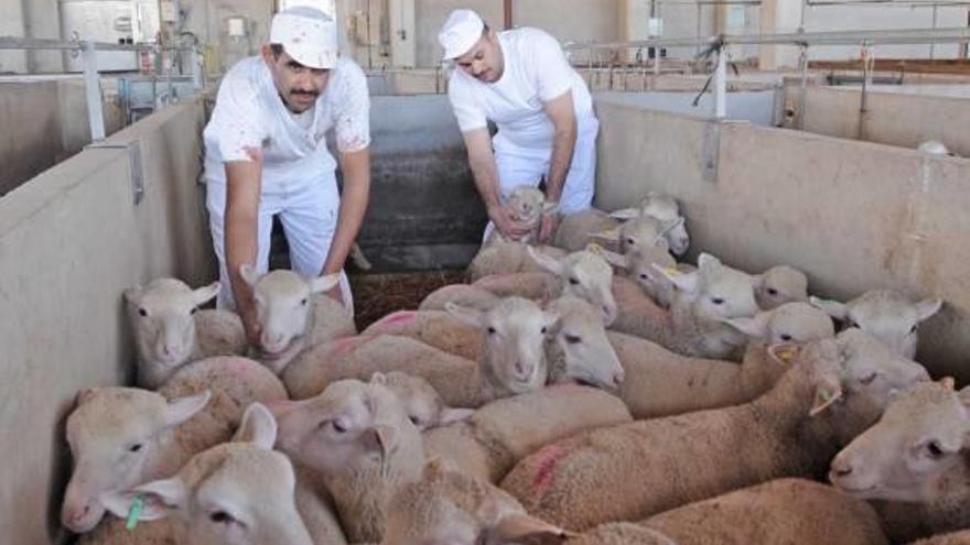 Dos musulmanes trabajan en el matadero de Orihuela para sacrificar corderos por el «rito halal».