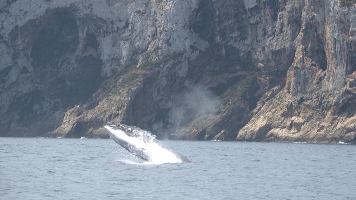 Imagen de una ballena que emerge en las aguas del cabo de Sant Antoni