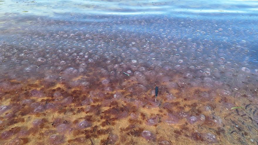 Bancos de medusas en Ibiza: algo no va bien en el mar