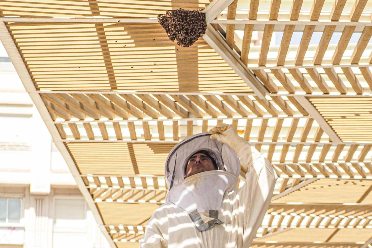 Retiran un enjambre de abejas en la plaza del Zapatero de Elda