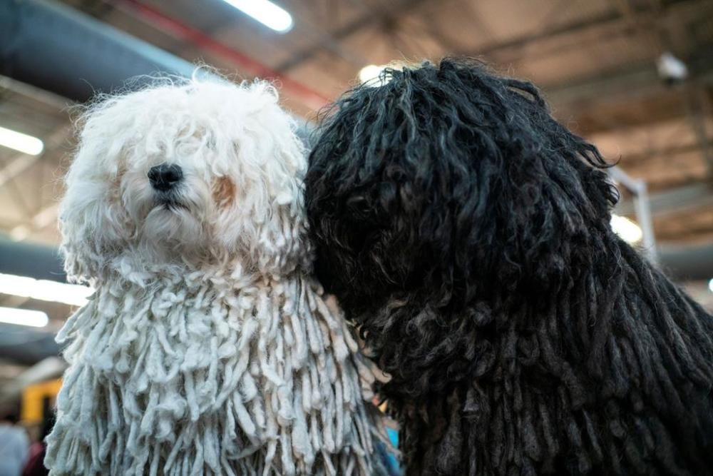 El Westminster Kennel Club, un dels shows de gossos de raça més importants del món