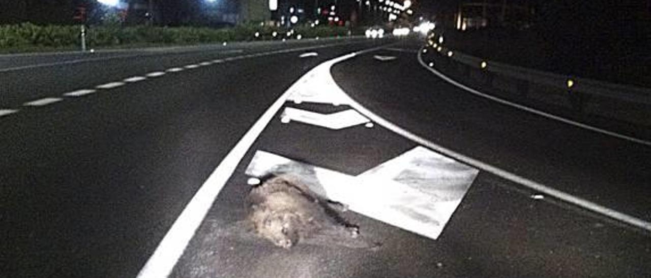 La policía de Gandia alerta a los conductores de la presencia de jabalís en la carretera