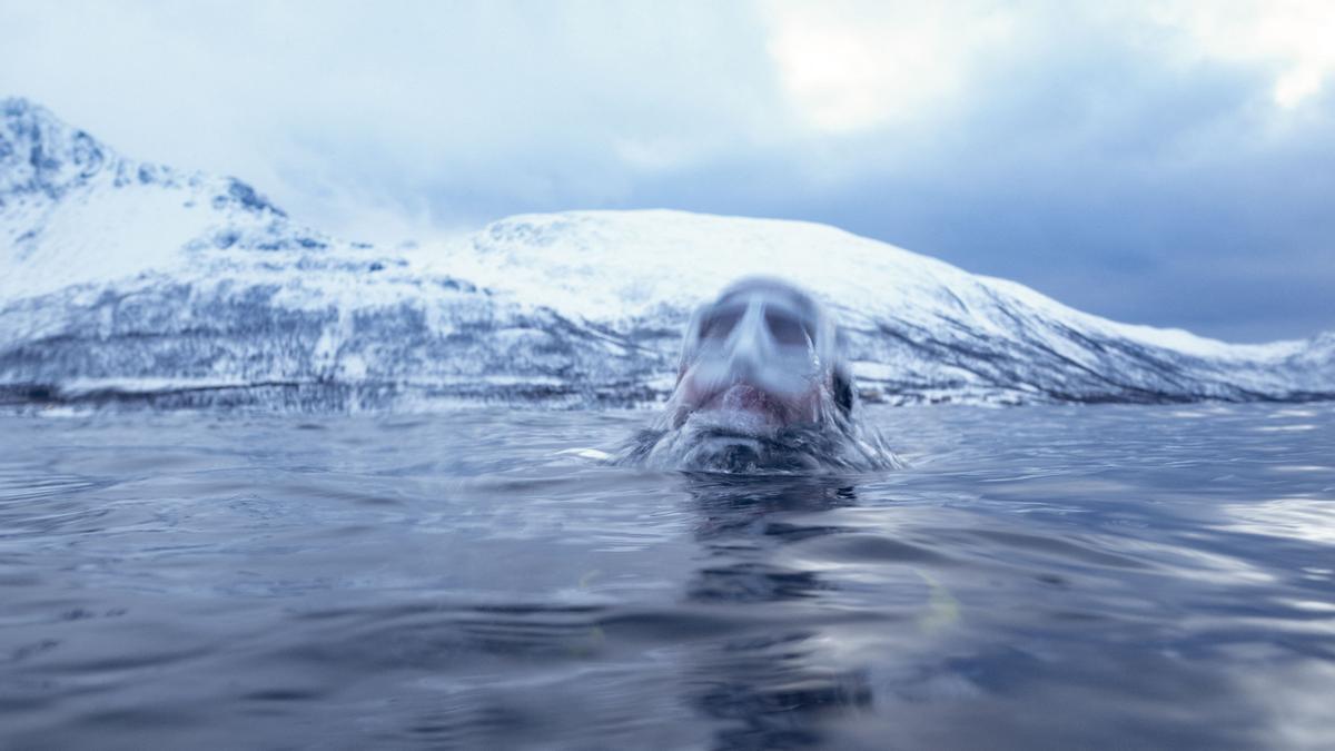 El francés Arthur Guerin-Boeri, cinco veces campeón mundial de apnea nada con orcas en las aguas de la isla de Spidra, norte del Círculo Polar Ártico, con la temperaturad del agua de 3ºC.
