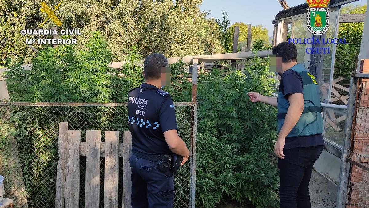 Desmantelan una plantación de marihuana en una finca en Ceutí