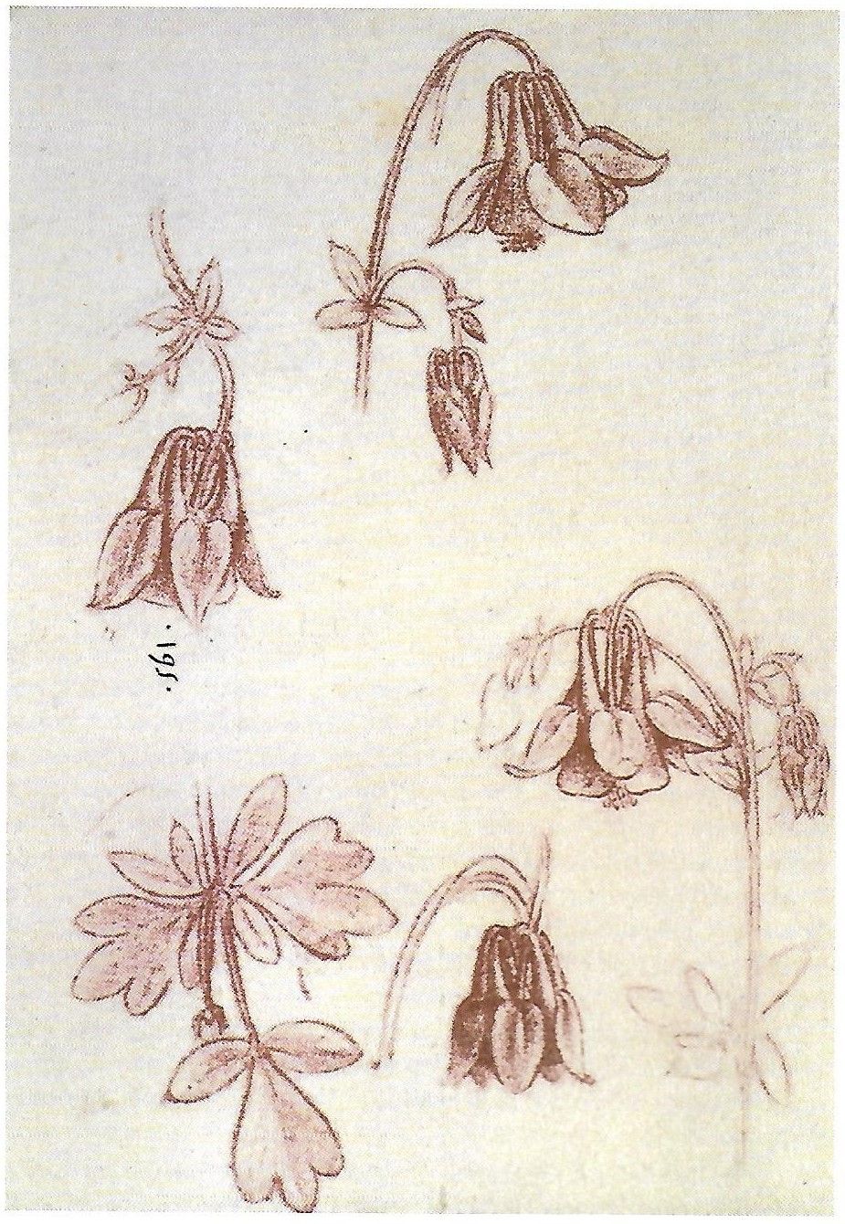 La planta, dibujada por Leonardo da Vinci.