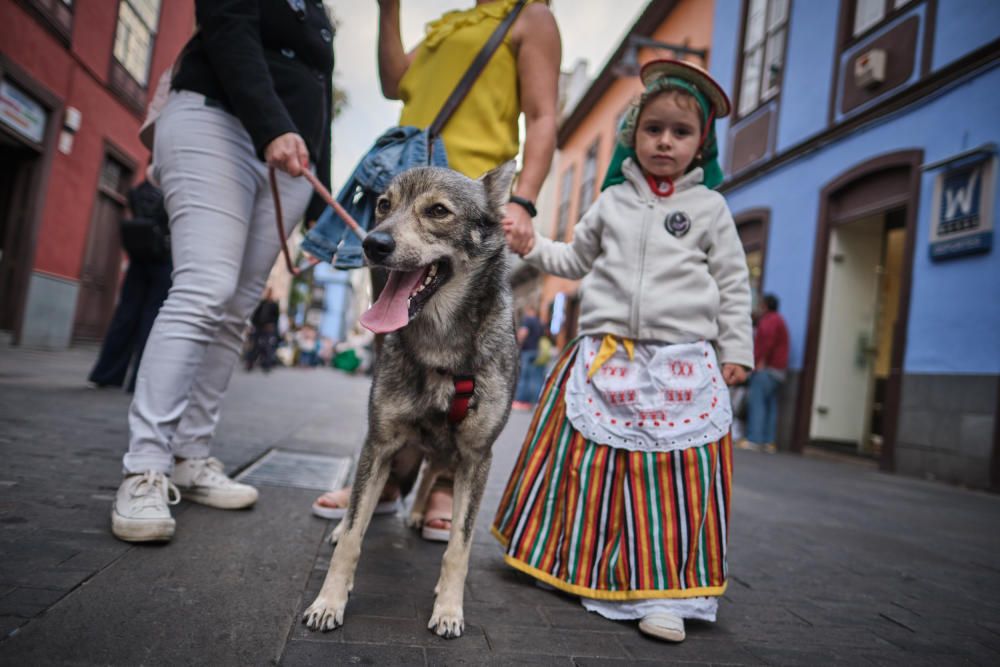 Noche de los burros en La Laguna