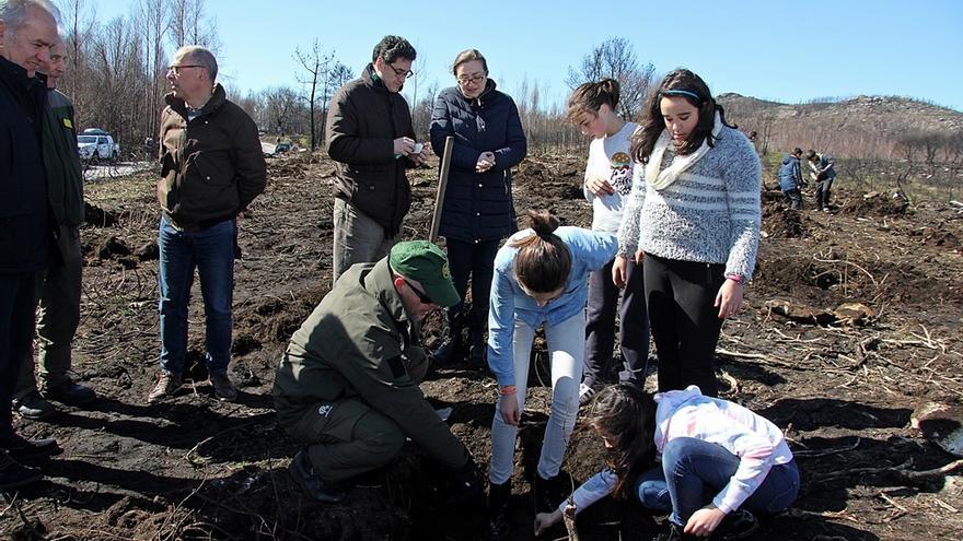 Plantan 500.000 árboles en una superficie equivalente a 792 campos de fútbol en Pontevedra y Ourense