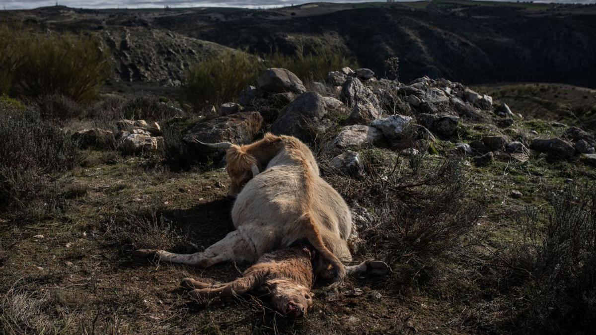 La vaca y el ternero fallecidos en Almaraz de Duero tras el ataque de los buitres. | Emilio Fraile