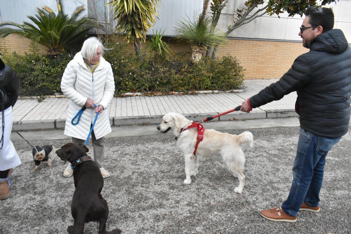 Fotogalería | Así ha sido la celebración de San Antón en el colegio San Antonio de Cáceres