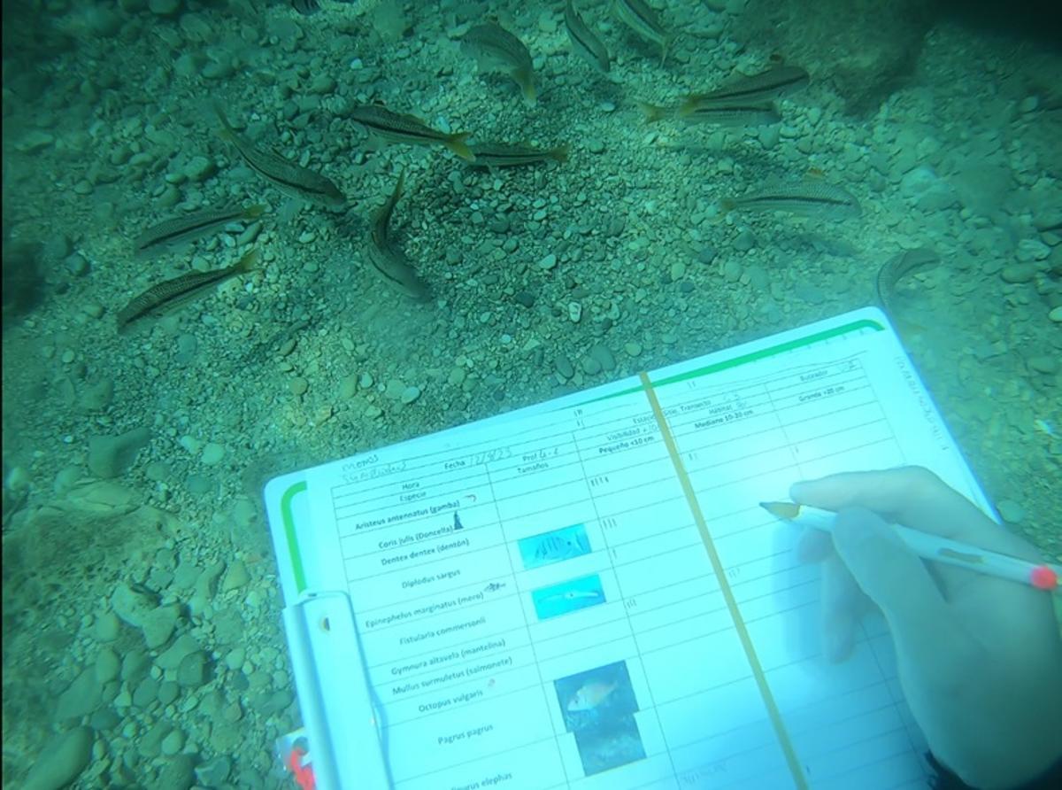 Tablilla en papel poliéster apuntando las especies observadas y sus tamaños. En la imagen se aprecia un grupo de salmonetes.