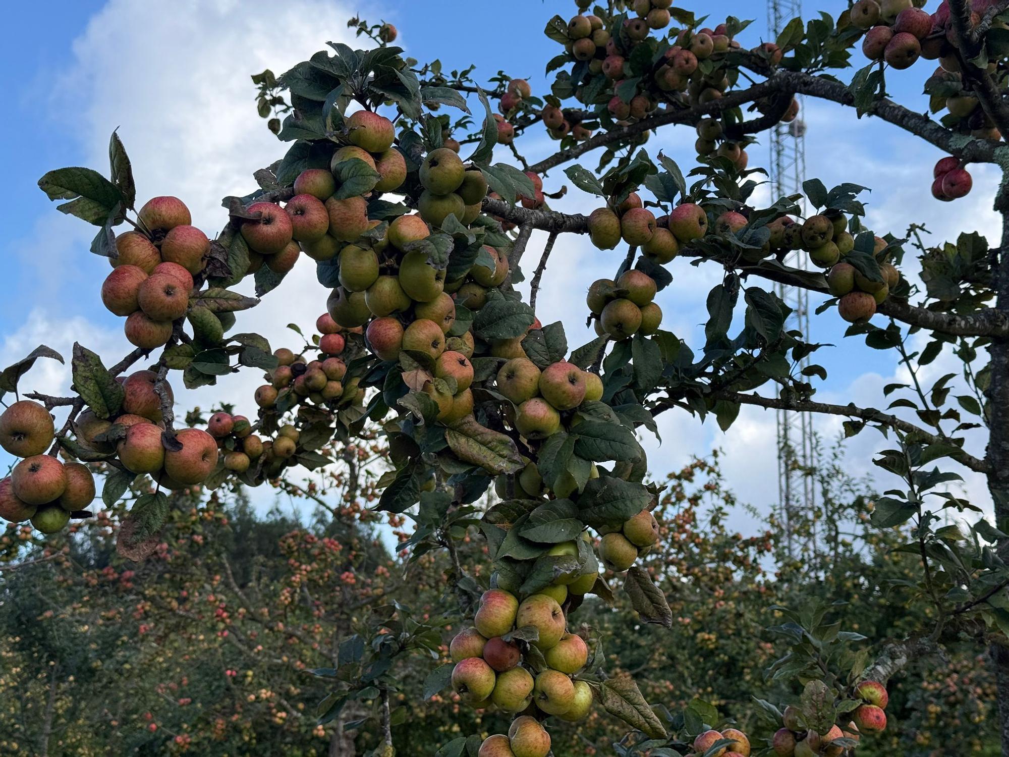 El SERIDA explica sobre el terreno las medidas de protección contra las plagas de roedores en pomaradas