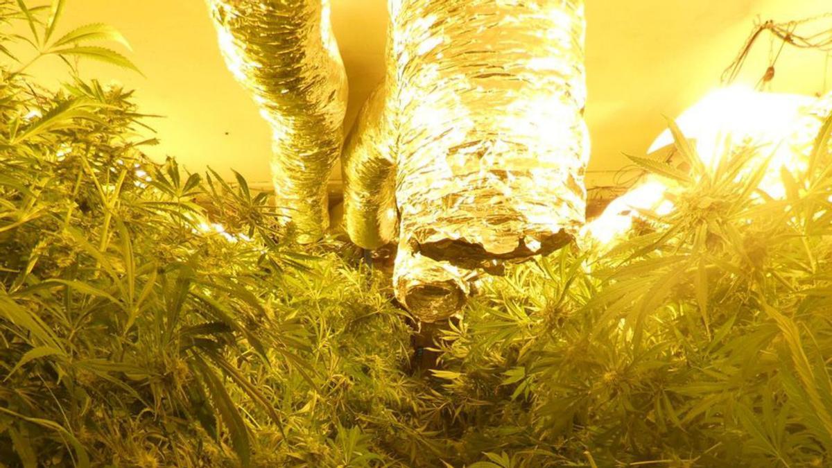 Les plantes de marihuana trobades a Fornells. | MOSSOS D’ESQUADRA