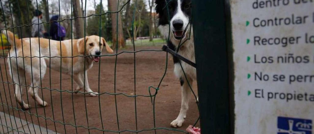 Dos perros en el Campo San Francisco de Oviedo.