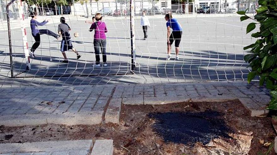 La palmera enferma de picudo junto al polideportivo del Pla ha sido arrancada y el tronco ha sido sellado