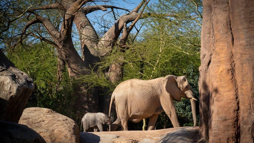 Vive una experiencia inolvidable en la primavera de los Bioparc